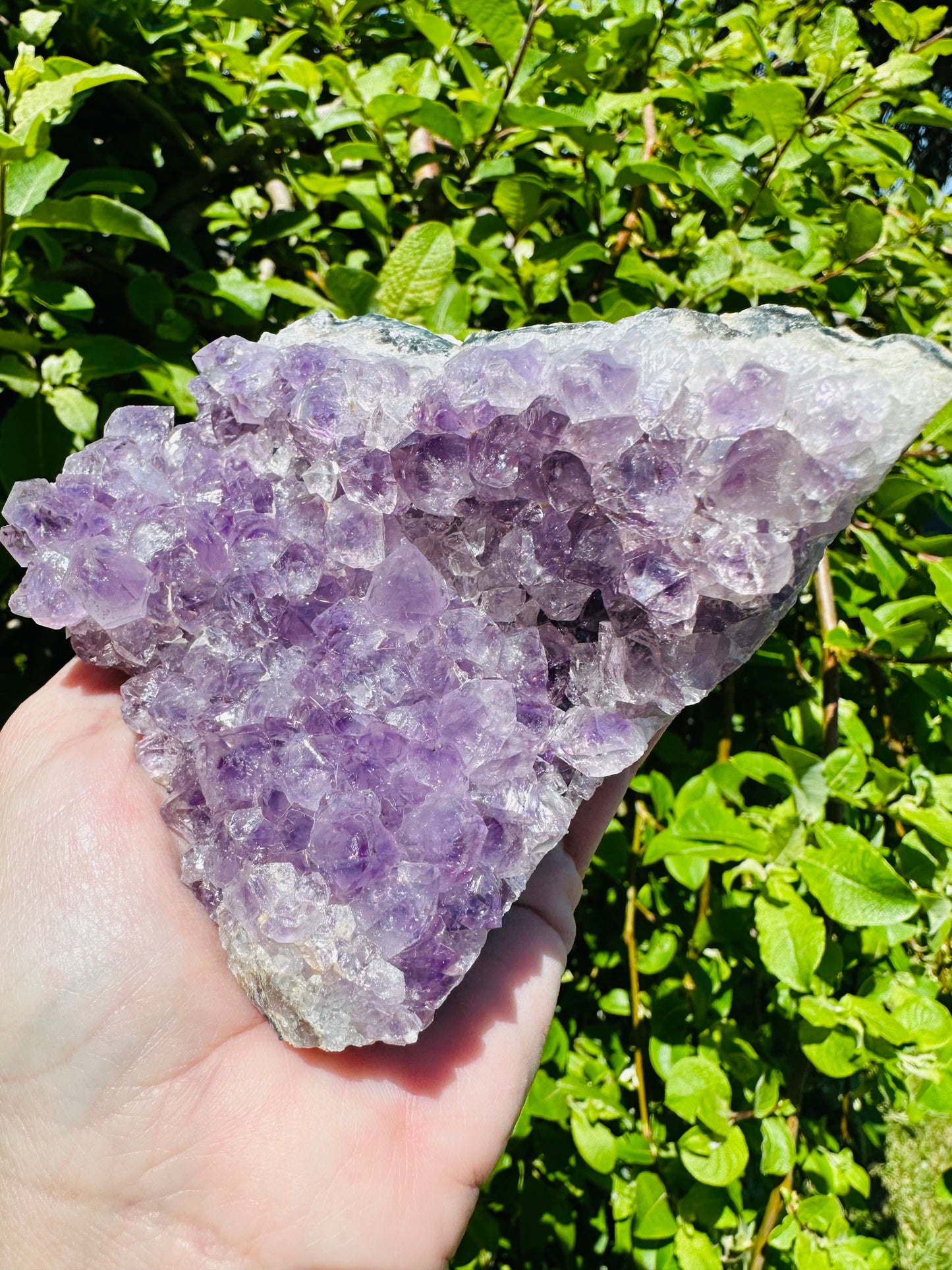 Amethyst cluster