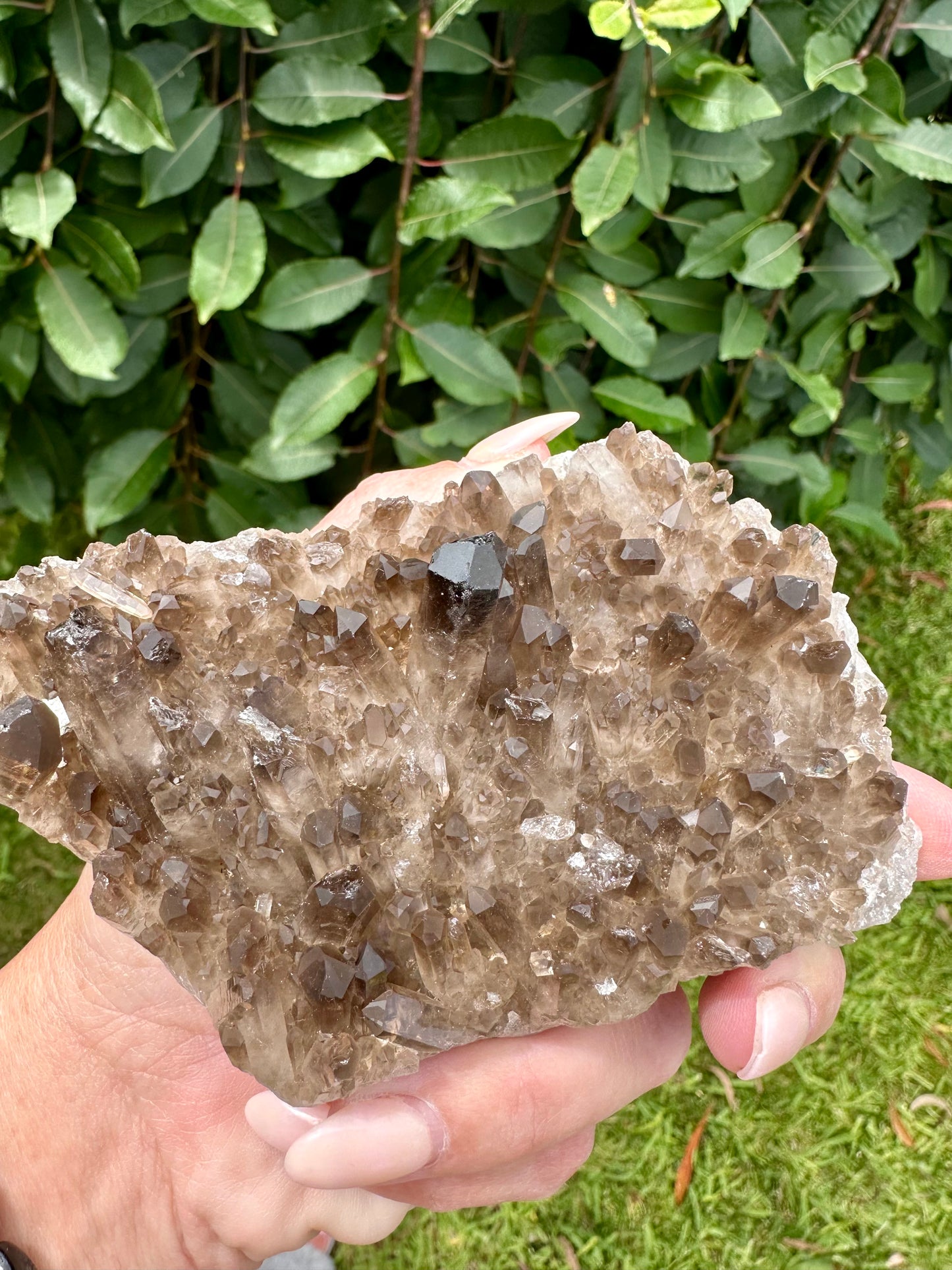 Smokey quartz cluster