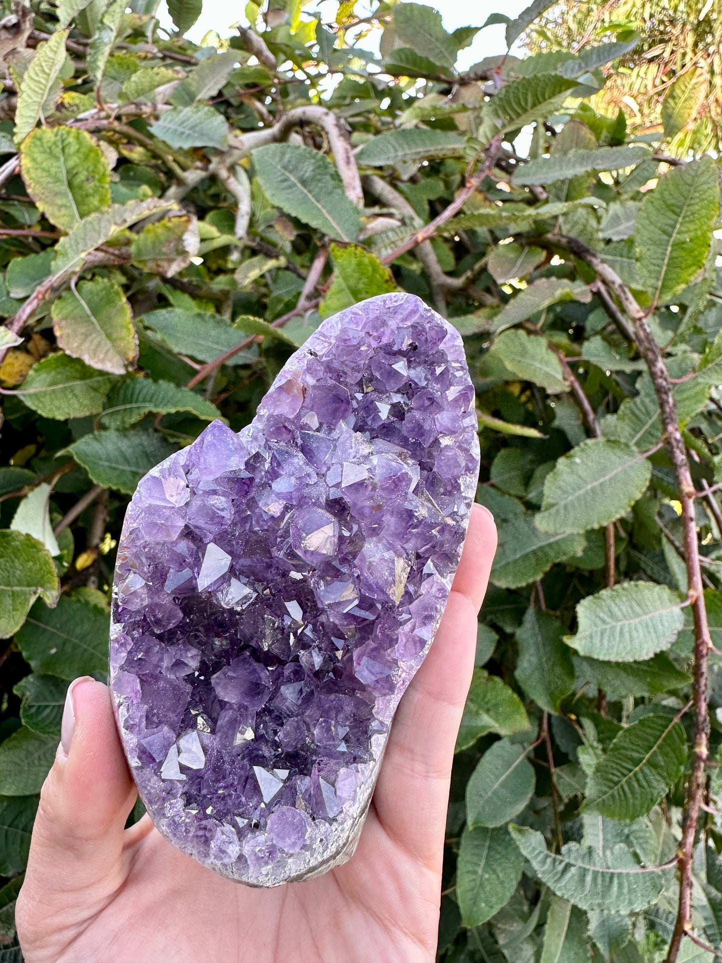 Amethyst cluster