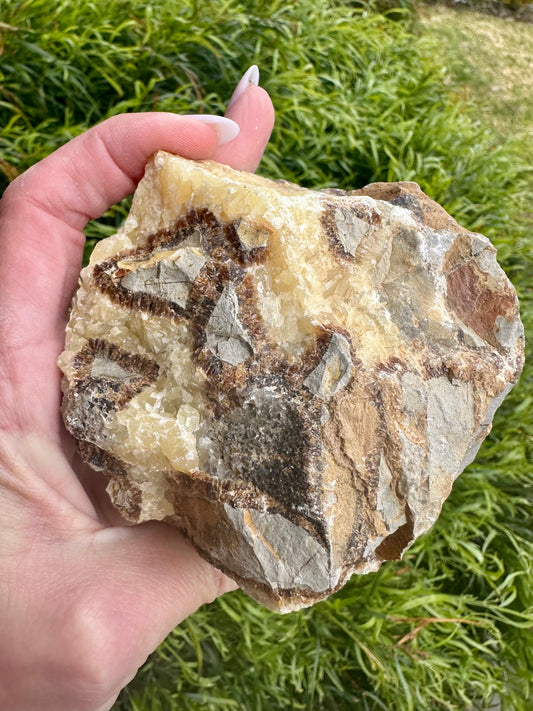 Septarian Stone